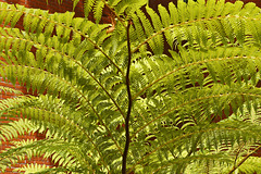 Ferns Against a Brick Background – Sarah Lawrence College, Bronxville, New York
