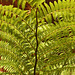 Ferns Against a Brick Background – Sarah Lawrence College, Bronxville, New York