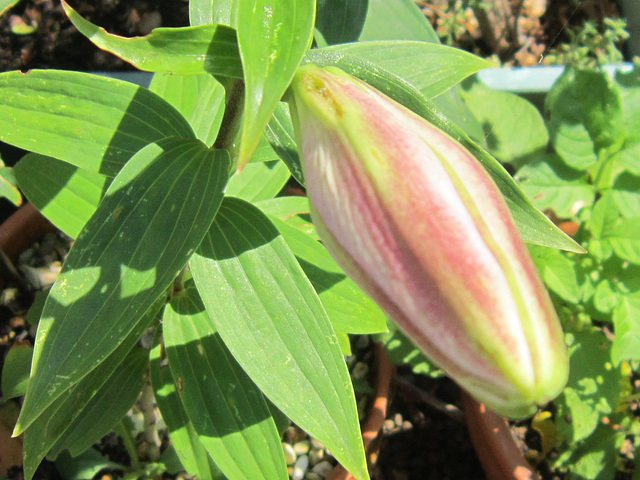 The unopened bud of a pink/white lily