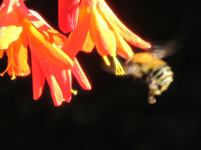 Close up of the bee having a drink of nectar