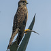 Cernicalo vulgar (Falco tinnunculus canariensis)