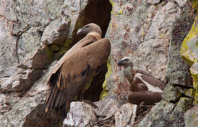 20120511 9529RTw [R~E] Gänsegeier mit Jungvogel, Monfragüe, Parque Natural [Extremadura]
