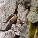 20120511 9530RTw [R~E] Gänsegeier mit Jungvogel, Monfragüe, Parque Natural [Extremadura]