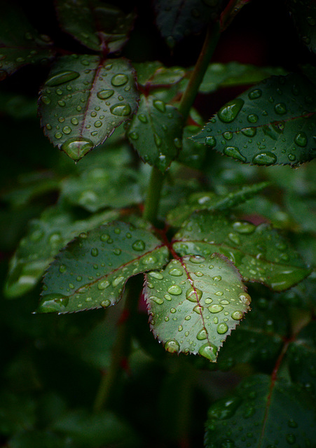 Rose leaves in rain
