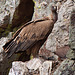 20120511 9532RTw [R~E] Gänsegeier mit Jungvogel, Monfragüe, Parque Natural [Extremadura]