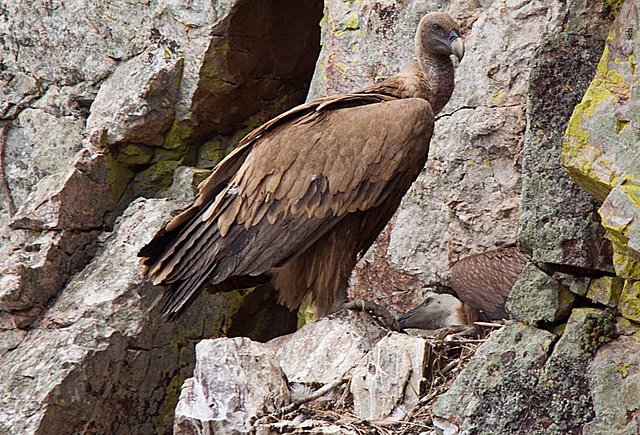 20120511 9533RTw [R~E] Gänsegeier mit Jungvogel, Monfragüe, Parque Natural [Extremadura]