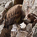 20120511 9565RTw [R~E] Gänsegeier mit Jungvogel, Monfragüe, Parque Natural [Extremadura]