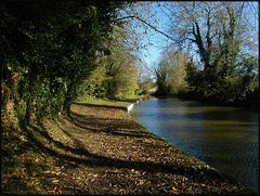 canal  north of Lower Heyford