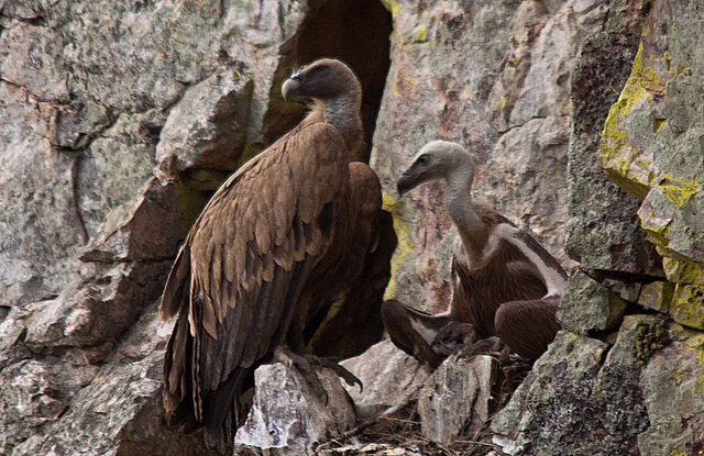 20120511 9567RTw [R~E] Gänsegeier mit Jungvogel, Monfragüe, Parque Natural [Extremadura]