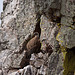 20120511 9568RTw [R~E] Gänsegeier mit Jungvogel, Monfragüe, Parque Natural [Extremadura]