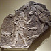 Assyrian Relief of Cavalrymen Crossing a Mountain Stream in the Metropolitan Museum of Art, August 2007
