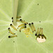 Large White (Pieris brassicae) caterpillars