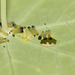 Large White (Pieris brassicae) caterpillars