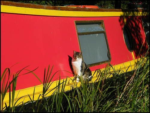 narrowboat cat
