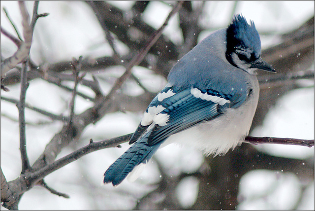 Chilled Jay