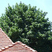 Roof & Tree in Forest Hills Gardens, July 2007