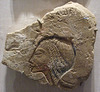 Late Image of Nefertiti in the Brooklyn Museum, January 2010