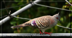 Teeter Totter - Crested Pigeon (Ocyphaps lophotes)