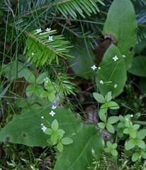 Galium rotundifolium-Gaillet à feuilles rondes