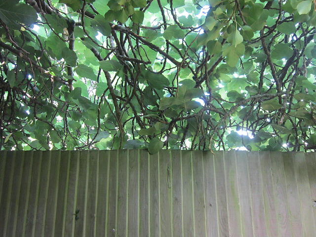 Fig tree overlooking the fence