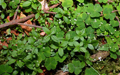 Galium rotundifolium-Gaillet à feuilles rondes  (3)