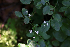 Galium rotundifolium-Gaillet à feuilles rondes  (4)