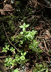 Galium rotundifolium -Gaillet à feuilles rondes