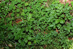 Galium rotundifolium -Gaillet à feuilles rondes  (2)