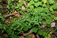 Galium rotundifolium -Gaillet à feuilles rondes  (3)