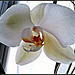 Orquidea blanca 1