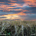 barley sunset