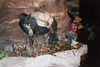 Prospector and Mule in Bally's Wild West Hotel and Casino, Atlantic City, Aug. 2006