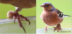 Two examples of Chaffinch lower extremities with Papillomavirus infection