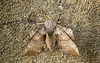 Poplar Hawk-moth Female