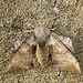 Poplar Hawk-moth Female