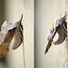 Poplar Hawk Moths Side Comparison