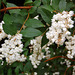 Se la blanka siringo ree floras (Wenn der weiße Flieder wieder blüht)