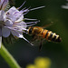Die Biene und die Blüte (Wilhelma)