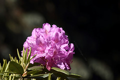 Blühender Rhododendron (Wilhelma)