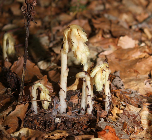 Monotropa hypopitys- Monotrope sucepin- Ericacées