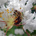 Honey Bee 30-7-13