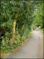 doomed trees on the canal path