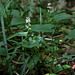 Maïanthemum bifolium