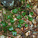 Maïanthemum bifolium