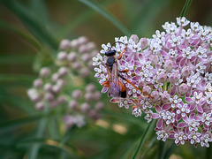Wasp on Milkweed
