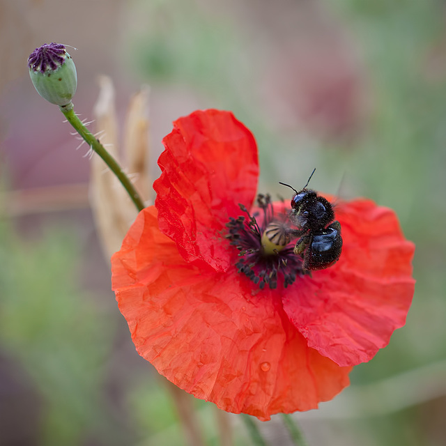 "EEK!!!" says the Poppy Head,  "It's a BLACK BEE!!"