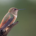Darling Juvenile Rufous Hummingbird