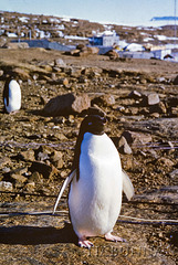 Visiting Adelie penguins