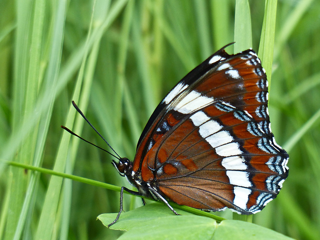 White Admiral, ventral view