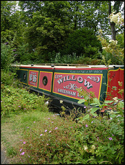 Willow No.16
